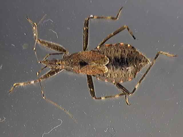 Himacerus apterus